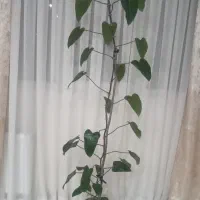 گل اپارتمانی