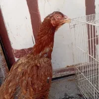 مرغ لاری سنگین و قوی