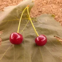 نیازمند نیرو آقا چیدن آلبالو