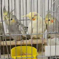 عروس هلندی خانگی