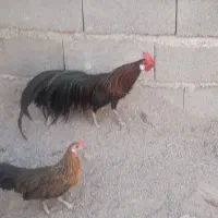 مرغوخروس فونیکس براکل جوجه
