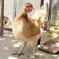فروش مرغ محلی