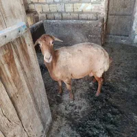 یک عدد گوسفند