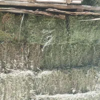 پرس یونجه