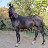 اسب مادیان