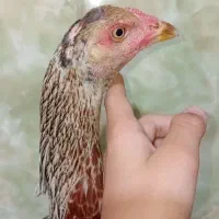 ماکیان