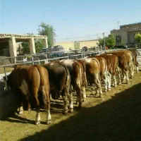 بزرگترین فروشنده گوساله نژاد‌ بالا‌‌سمینتال‌درجه‌1