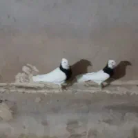 طوقی|پرنده|تاکستان, |دیوار