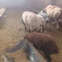 فروش 5راس بره که 4ماده و 1نر
