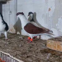 کفتر رنگه و المانی