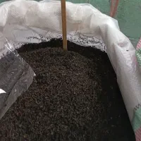 چای قلم درشت بهاره 1405بسته 1000گرمی