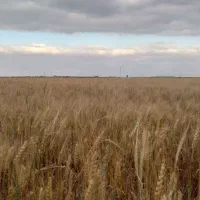 کاه دیمه درجه یک کمباین شده
