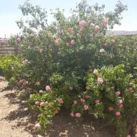 ساختمان-نیمه-کاره