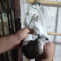 کفتر|پرنده|ایوان, |دیوار