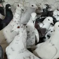 ۳۰تا سفید پر سار و سفید