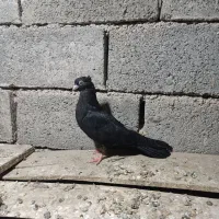 فروشی کبوتر