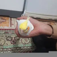 یک عدد عروس هلندی نر آواز خوان