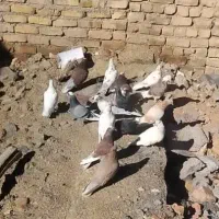 کبوتر فروشی