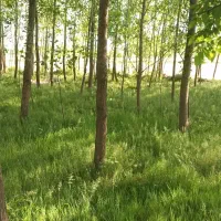 زمین|فروش زمین و ملک کلنگی|رشت, حومه رشت|دیوار