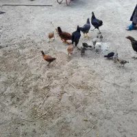 تعدادی جوجه کردی