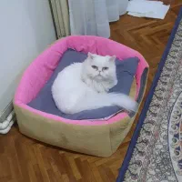 واگذاری گربه با وسایلش (وسایلش رایگان نیست)
