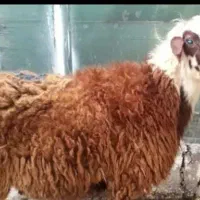 گوسفند زنده موجوداست