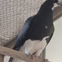مقلف خوشرنگ سیاه