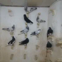 10تا کبوتر قیمت مناسب، و 5تا سینه سیاه نر  خوب