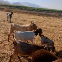 نربز|حیوانات مزرعه|بروجرد, |دیوار