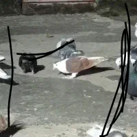 کفتر|پرنده|مشهد, موعود|دیوار