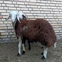 ۲راس کاور بره ماده بروجردی