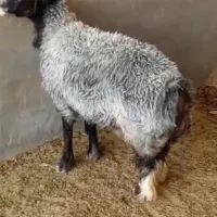 قصابی جلومشتری
