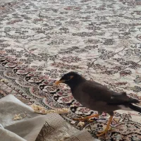 مرغ مینا دستی