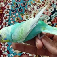 مرغ عشق رینبو و اسپانگل جفت مولد
