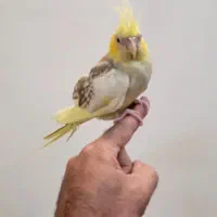عروس هلندی