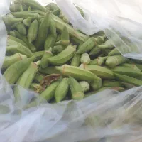 بامیه درجه یک قلعه شاهین