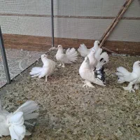 کفتر دم چتری