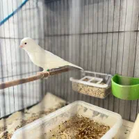 نر بخون ماده آماده