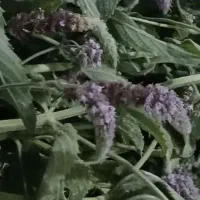 ترخینه