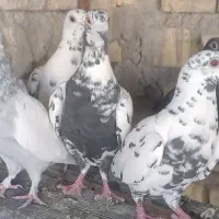 پرنده