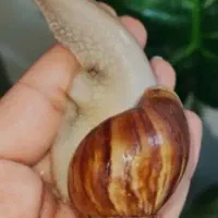 حلزون اچاتینا