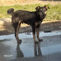 سگ دوبرمن نر