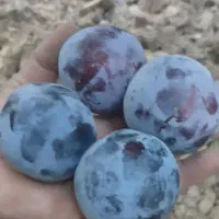 آلو شابلون تازه سر باغ