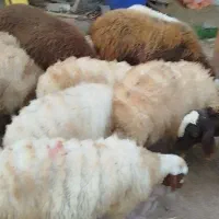 بره