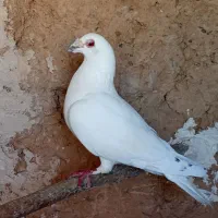 کبوتر
