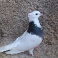طوقی