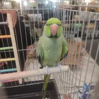 ملنگو نر