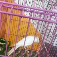 قناری نرکلاهی