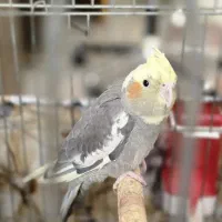 عروس‌هلندی‌ نر شش ماهه