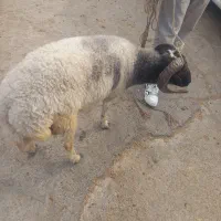 گوشت گوسفند